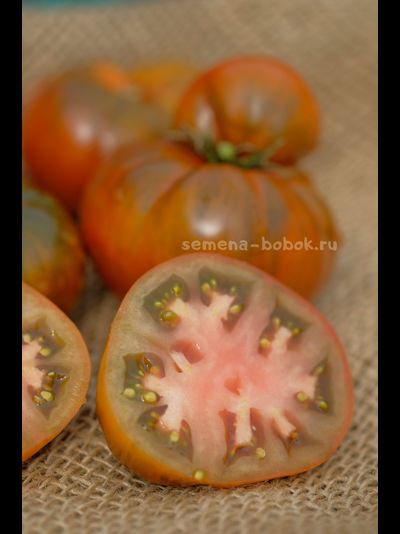 Томат Dwarf Chocolate Champion (Гном Шоколадный Чемпион), 10 шт