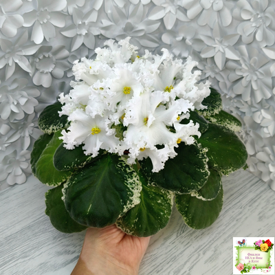 ЛИС-Поиграй Снежинками (Л. Сергеева) 2024 г.