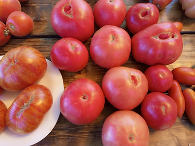 Томат Минусинец