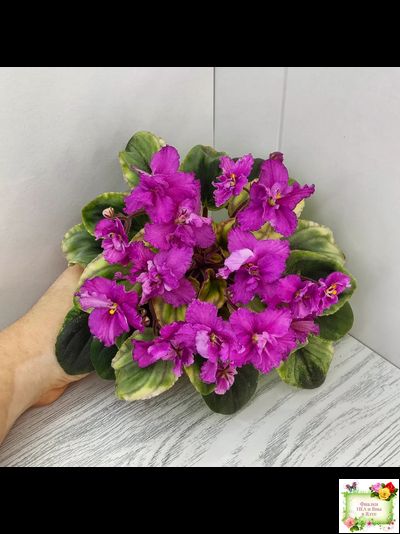 РС-Вещунья (С. Репкина) 2021 г. (клакамас с кроновой пестролистностью)