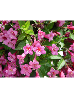 Вейгела Rumba