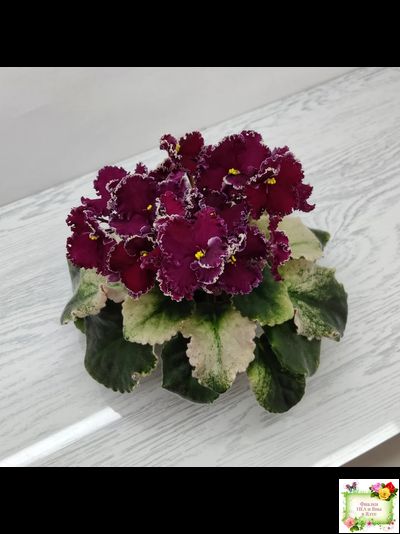 ЛЕ-Шелковые Кружева (Е. Лебецкая) 2017 г. (лист посажен 28.01.26)