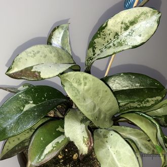 Hoya AH 074 silver