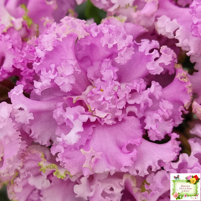 НД-Розовая Скумпия (Н. Данилова-Суворова) 2022 г.