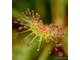 Drosera Nidiformis