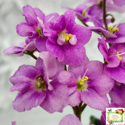 LV-Ланселот (Л. Шевелева) 2025 г. (клакамасный гёрл с кроновой пестролистностью)