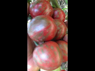 Томат Фиолетовая яшма (Цзы-Ю, Tci U, Китай)