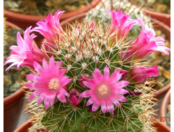 Mammillaria backebergiana - 5 семян