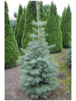 Пихта одноцветная