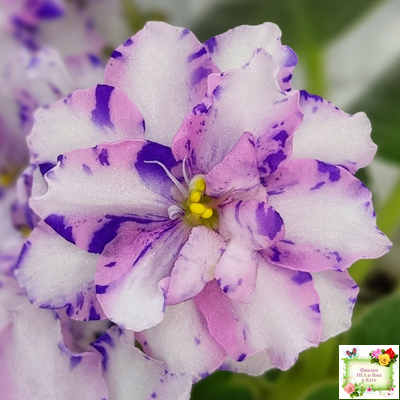 МК-Ветер Перемен (М. Карпова) химера стандарт (стартер сорт)