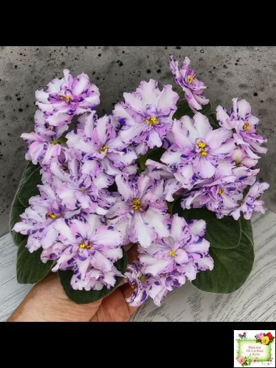 МК-Ветер Перемен (М. Карпова) химера стандарт (стартер сорт)