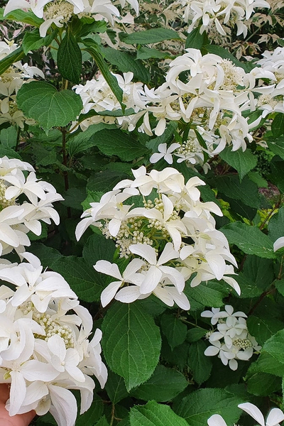 Гортензия метельчатая GREAT STAR