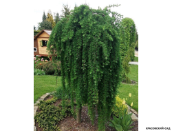 Лиственница японская Стифф Випер - Stiff Weeper