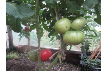 Томаты из семян Лилии Алексеевны