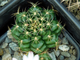 Gymnocalycium damsii v.tucavocense KK 504 - 10 семян
