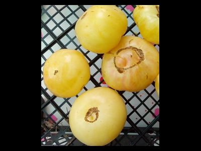 Томат Белый томесол (White Tomasol)