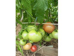 Томат Кардио