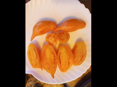 Томат Буратино золотой