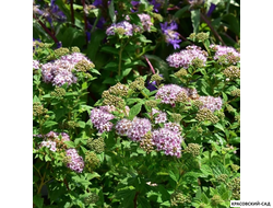 Спирея японская Литтл Принцесс Купить в красовский-сад.рф