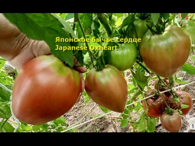 Томат Японское бычье сердце (Japanese Oxheart)
