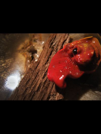 Фэнтезийная мини брошь-лягушка &quot;Пламенная Лягва&quot;