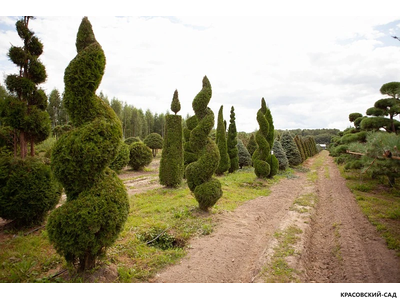 Туя Смаргад Грин Арт