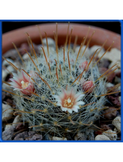 Mammillaria pennispinosa v. nazasensis SB 489