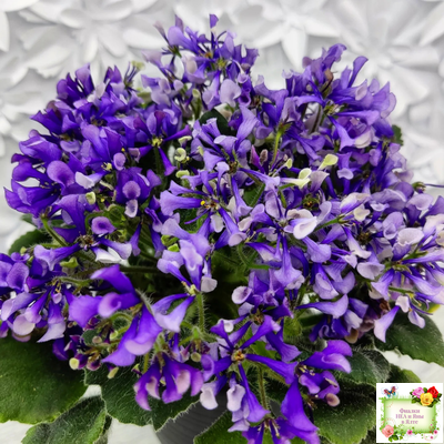 СК-Вьюнок (А.Кузнецов) (2 листа посажены в 1 стак. 24.01.26)