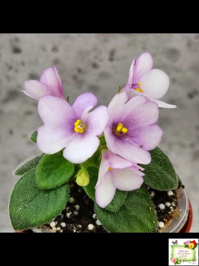 ЛЕ-Колибри (Е. Лебецкая) (3 листа посажены в 1 стак. 20.10.25)