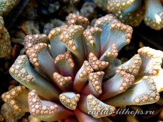 Titanopsis hugo-schlechteri (MG) - 5 семян