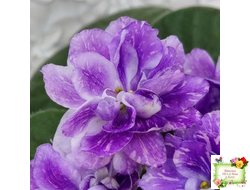 АВ-В Краю Единорогов (Фиалковод) 2020 г.