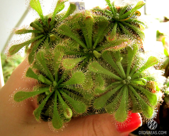 Drosera sp. Auyan Tepui