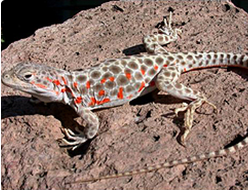 Леопардовая ящерица (Gambelia wislizenii)