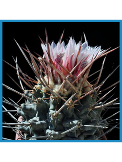 Thelocactus rinconensis ssp. nidulans