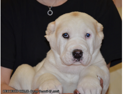 Кобель 1. Ягуар Белый. Продажа