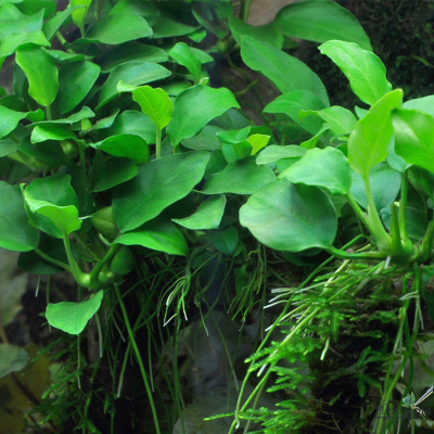 Анубиас Бартери Нана