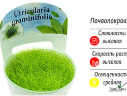 Утрикулярия граминифолия меристемная