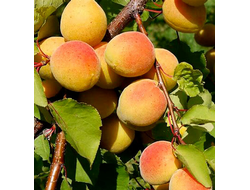 Абрикос Слава Севера