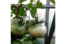 сорт Бабушка Боуз, вторая кисть , 21 июля