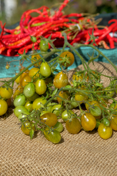 Томат Amber Keyes (Янтарные клавиши), 10 шт.