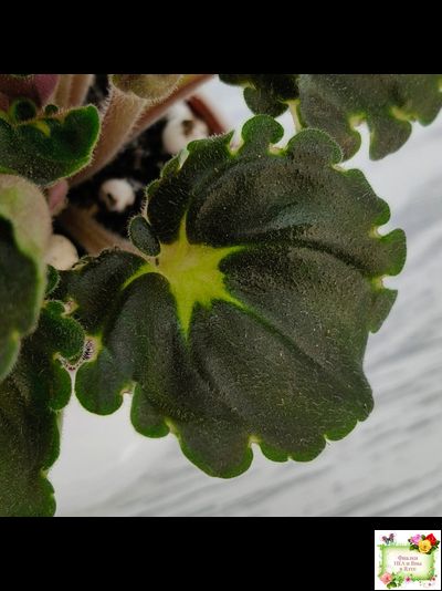 LV-Ланселот (Л. Шевелева) 2025 г. (клакамусный гёрл с кроновой пестролистностью) (стартер)