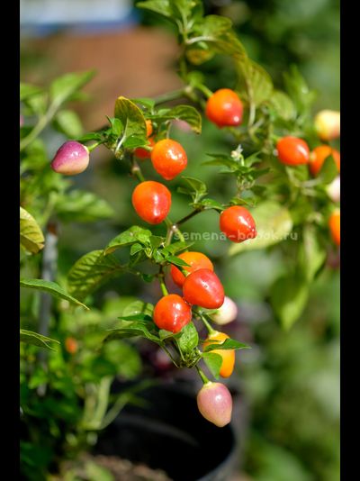 Перец острый Piriz, 10 шт