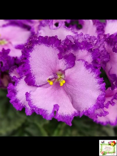 Lyon&#039;s Pirate&#039;s Treasure (S. Sorano) (8529) 11/09/1996