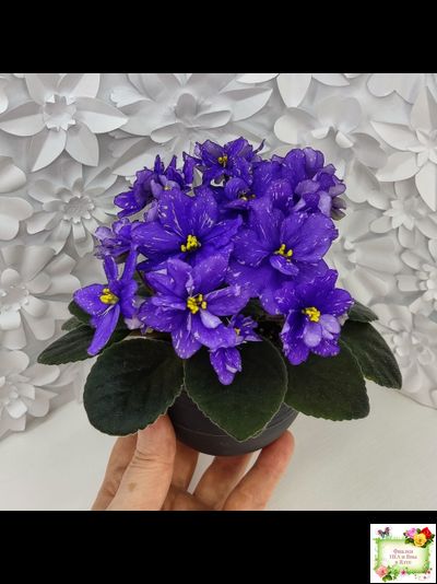 Н-Млечный Путь (Н. Бердникова)