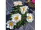 Paeonia White IMP