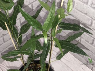 Ficus sp. small silver leaves / фикус природный с мелким серебристым листом