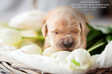 Девочка РОЗОВЫЙ ошейничек, 8 дней