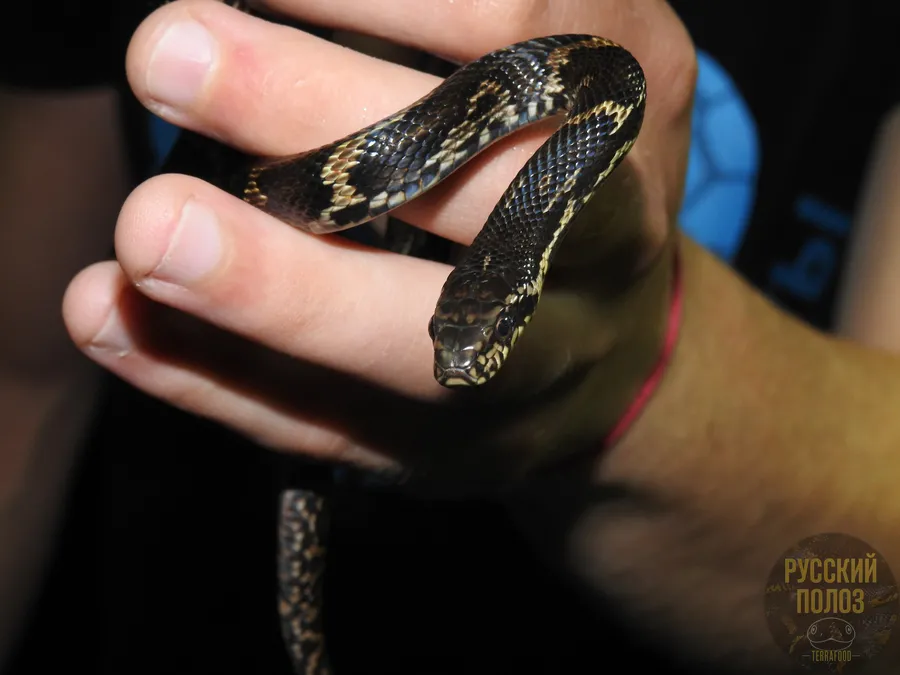 Амурский полоз, Полоз Шренка, Русский полоз, Elaphe shrenckii