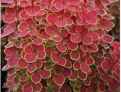 Барбарис Тунберга Orange sunrise, C2