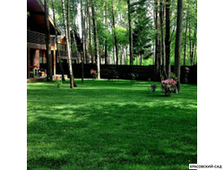 Рулонный газон Теневыносливый